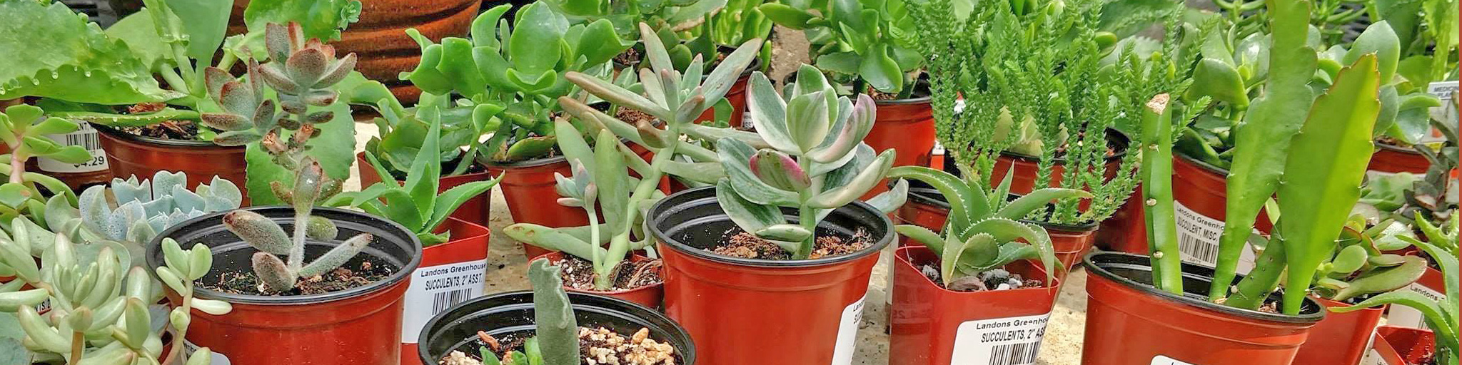 indoor plants cactus succulents